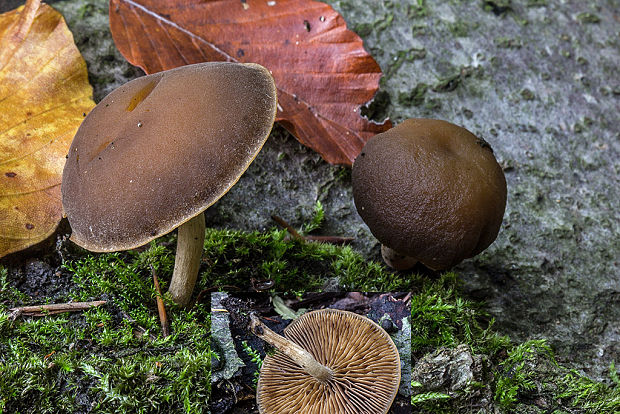 smeťovička veľká Simocybe cf. sumptuosa (P.D. Orton) Singer