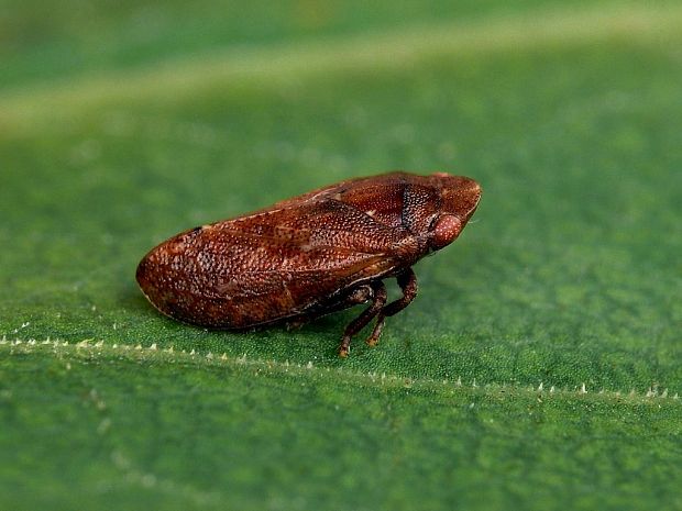 plochuľka bodkovaná (sk) / plochulka tečkovaná (cz) Tettigometra impressopunctata Dufour, 1846