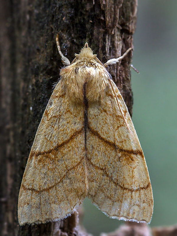 mora citrónová  Tiliacea citrago  Linnaeus, 1758