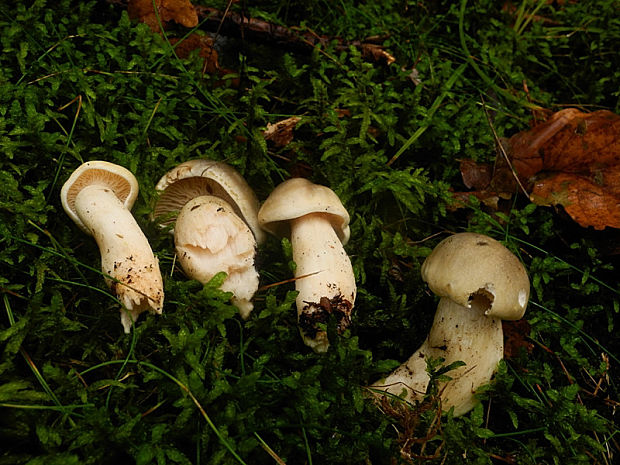 čírovka mydlová Tricholoma saponaceum (Fr.) P. Kumm.