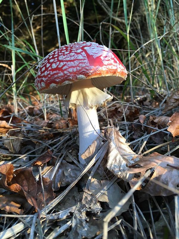 muchotrávka červená Amanita muscaria (L.) Lam.