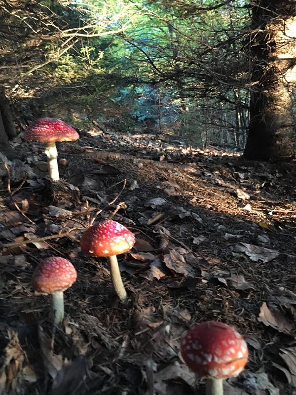 muchotrávka červená Amanita muscaria (L.) Lam.