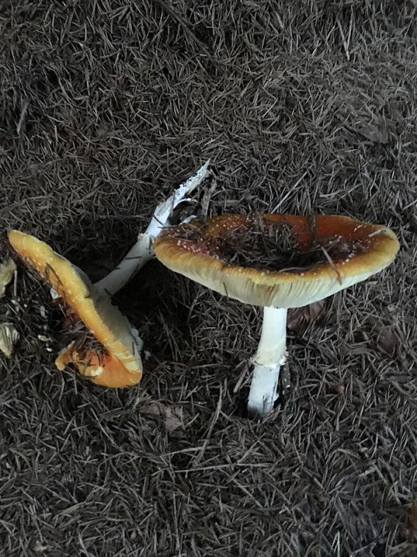 muchotrávka Amanita sp.