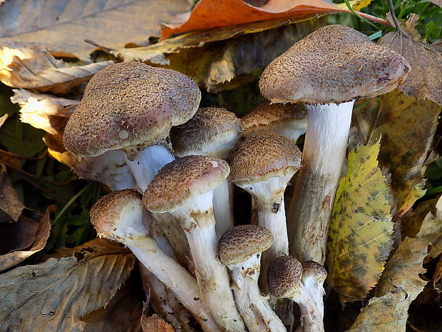 podpňovka tmavá Armillaria ostoyae (Romagn.) Herink