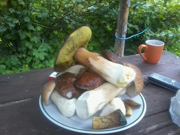 hríb smrekový Boletus edulis Bull.