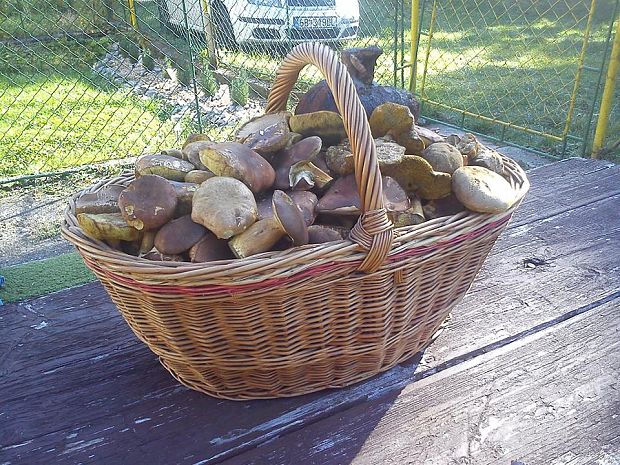 hríb dubový Boletus reticulatus Schaeff.