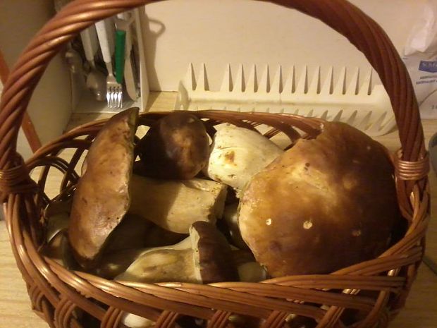 hríb dubový Boletus reticulatus Schaeff.