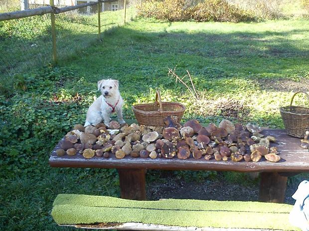 hríb dubový Boletus reticulatus Schaeff.