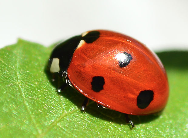 lienka Coccinella septempunctata