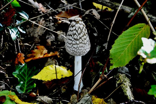 hnojník strakatý Coprinopsis picacea (Bull.) Redhead, Vilgalys & Moncalvo