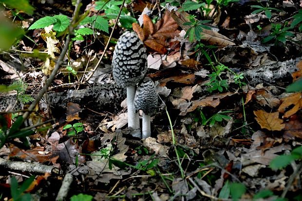 hnojník strakatý Coprinopsis picacea (Bull.) Redhead, Vilgalys & Moncalvo