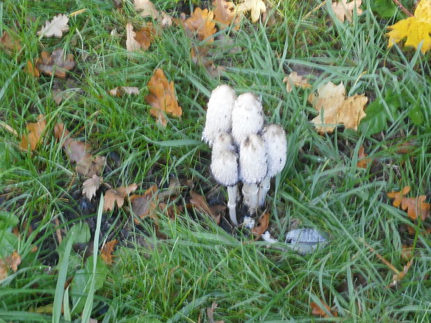 hnojník obyčajný Coprinus comatus (O.F. Müll.) Pers.