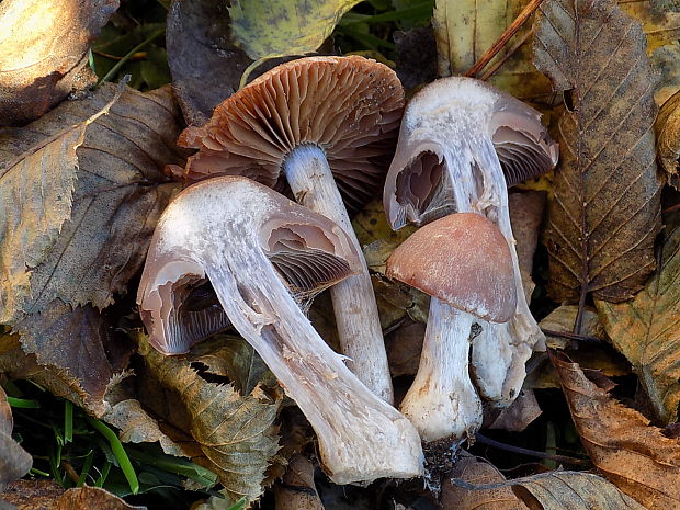 pavučinovec fialovomäsový Cortinarius saturninus (Fr.) Fr.