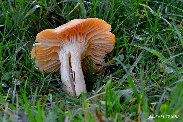 lúčnica statná Cuphophyllus pratensis (Fr.) Bon