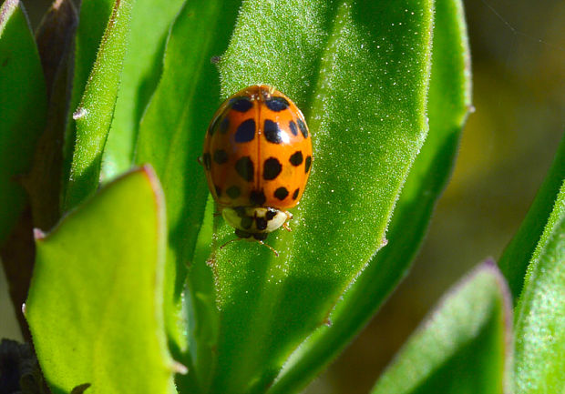 lienka Harmonia axyridis