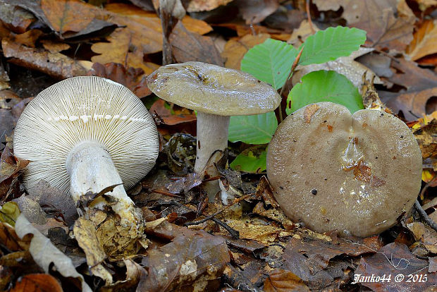 rýdzik sivozelený Lactarius blennius (Fr.) Fr.