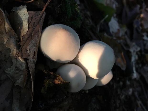 prášnica hruškovitá Lycoperdon pyriforme Schaeff.