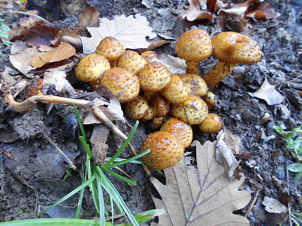 šupinovka šupinatá Pholiota squarrosa (Vahl) P. Kumm.