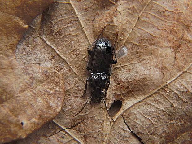 utekáčik   /   střevlíček Pterostichus nigrita