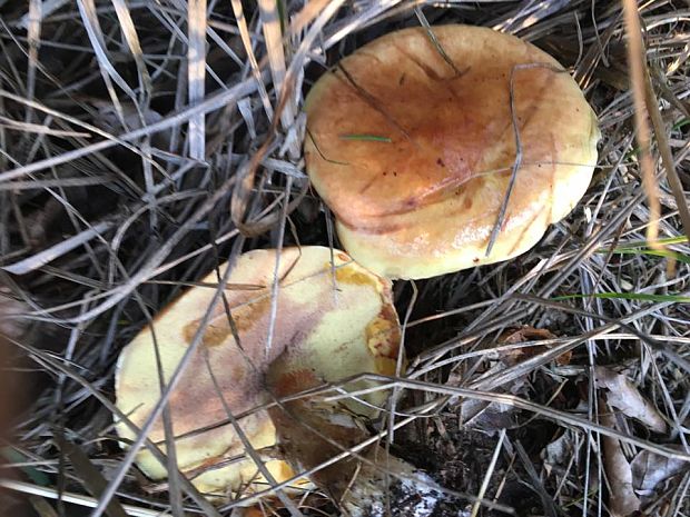 masliak smrekovcový Suillus grevillei (Klotzsch) Singer