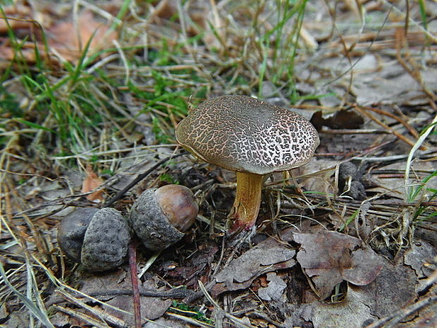 suchohríb žltomäsový Xerocomellus chrysenteron (Bull.) Šutara