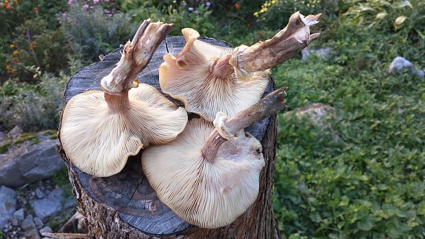 podpňovka Armillaria sp.