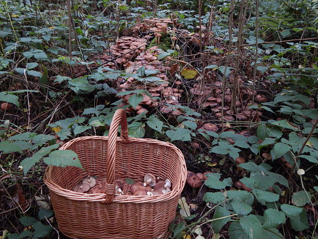 podpňovka Armillaria sp.