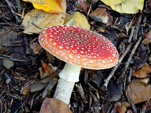 muchotrávka červená Amanita muscaria (L.) Lam.