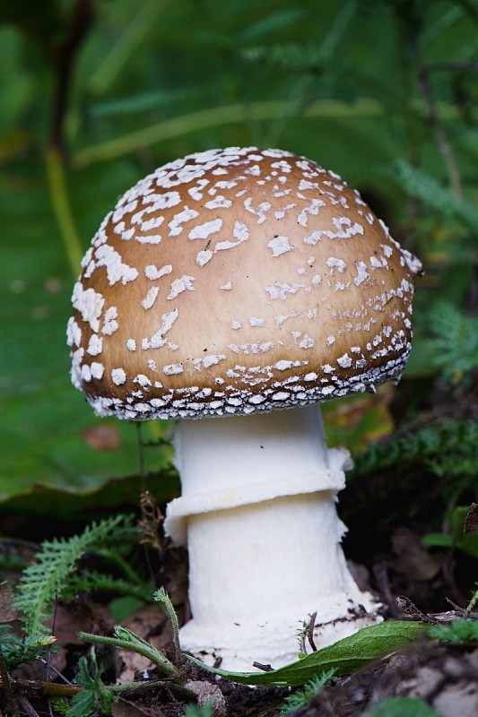 muchotrávka tigrovaná Amanita pantherina (DC.) Krombh.