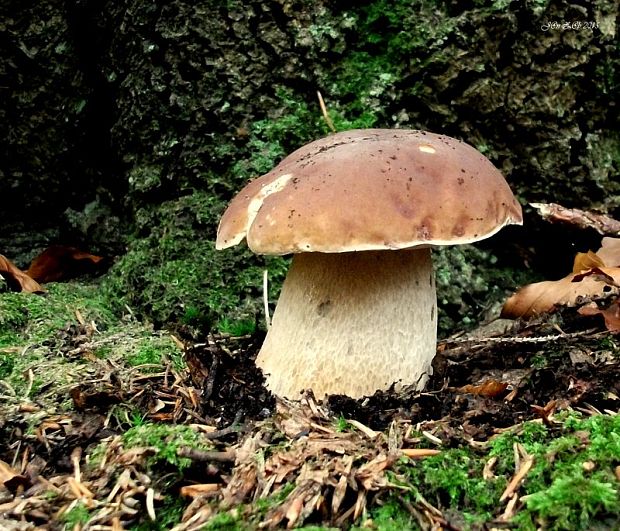 hríb smrekový Boletus edulis Bull.