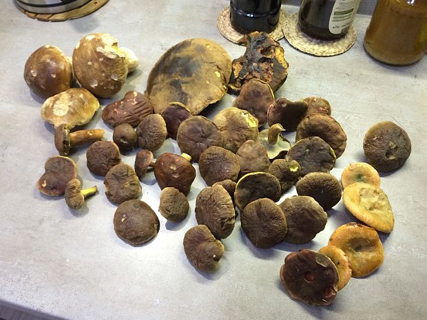 hríb smrekový, suchotín zamatový Boletus edulis Bull.