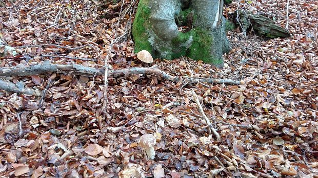 hríb Boletus sp.