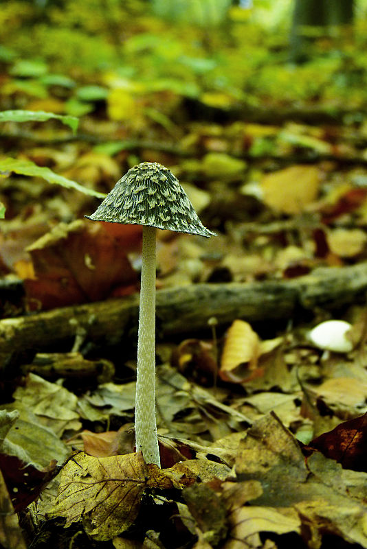 hnojník strakatý Coprinopsis picacea (Bull.) Redhead, Vilgalys & Moncalvo