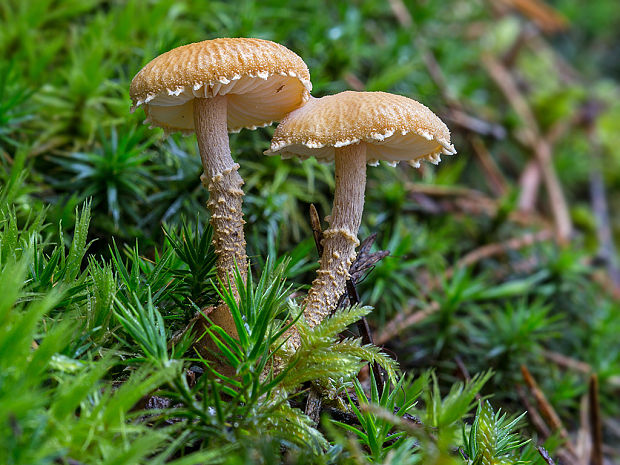 zrnivka okrová Cystoderma amianthinum (Scop.) Fayod