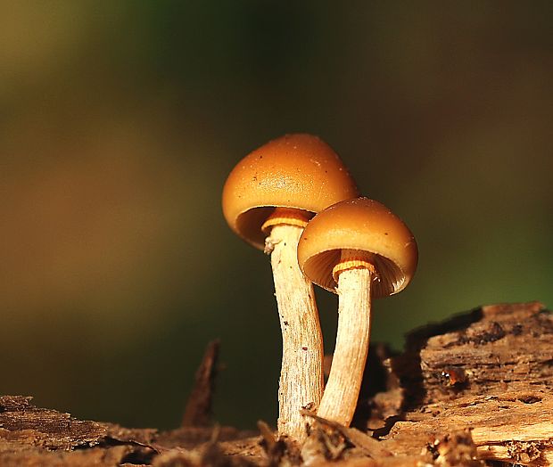 kapucňovka okrovohnedastá Galerina marginata (Batsch) Kühner