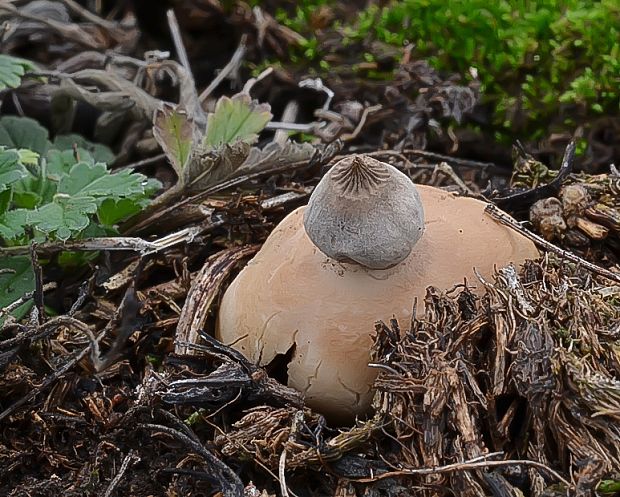 hviezdovka Schmidelova Geastrum schmidelii Vittad.