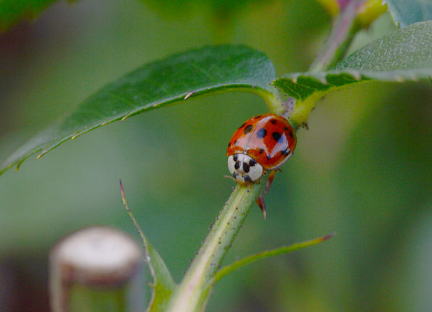 lienka Harmonia axyridis