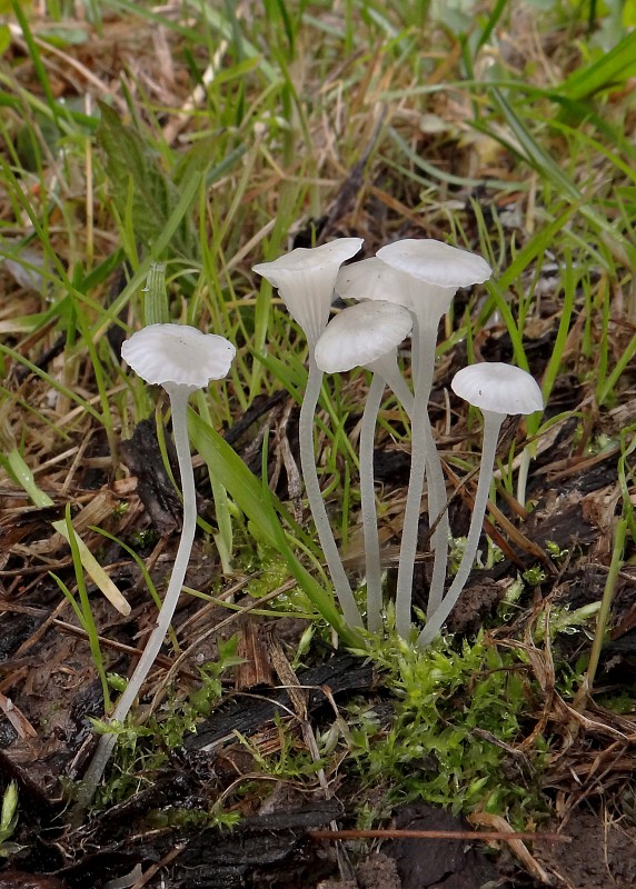 prilbovec kostihojový  Hemimycena candida (Bres.) Singer