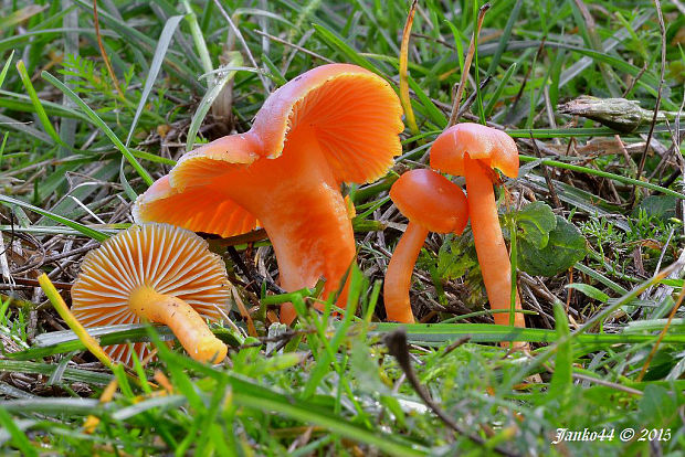 lúčnica horká Hygrocybe mucronella (Fr.) P. Karst.