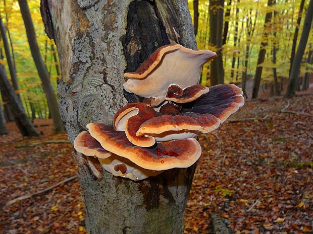 smolokôrovka buková Ischnoderma resinosum (Schrad.) P. Karst.