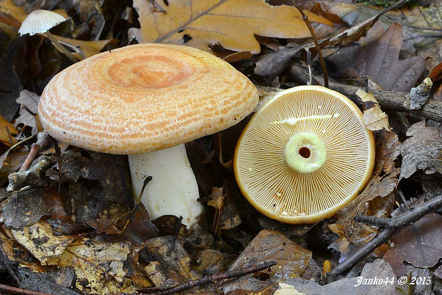 rýdzik žltomliečny Lactarius chrysorrheus Fr.