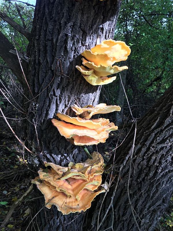 sírovec obyčajný Laetiporus sulphureus (Bull.) Murrill