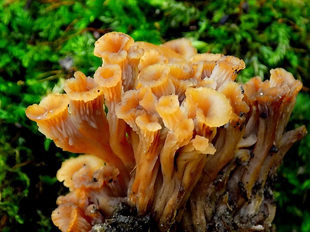 húževnatček ulitovitý Lentinellus cochleatus (Pers.) P. Karst.