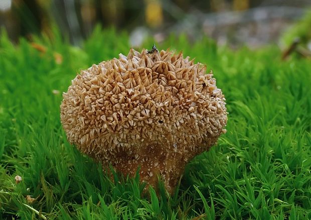 prášnica pichliačová Lycoperdon echinatum Pers.