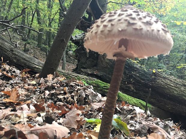 bedľa vysoká Macrolepiota procera (Scop.) Singer