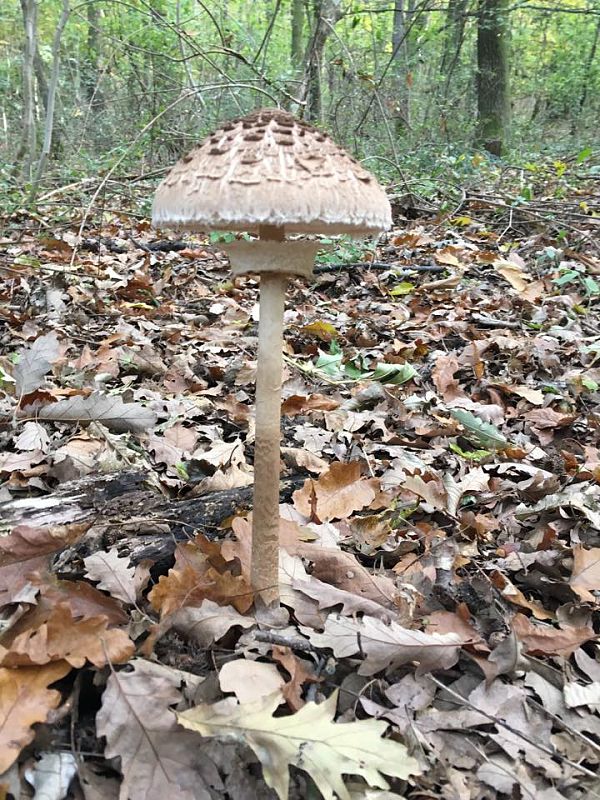 bedľa vysoká Macrolepiota procera (Scop.) Singer