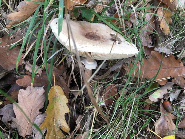 bedľa Macrolepiota sp.