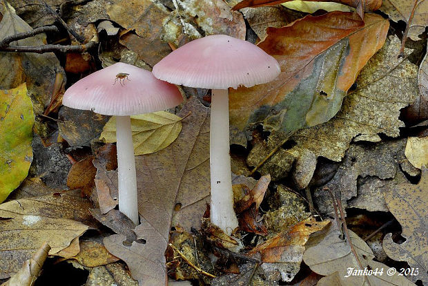 prilbička ružovkastá Mycena rosea Gramberg