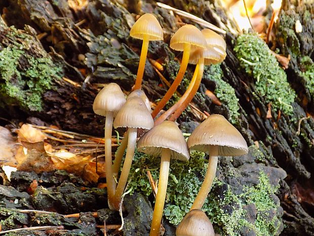 prilbička Mycena sp.