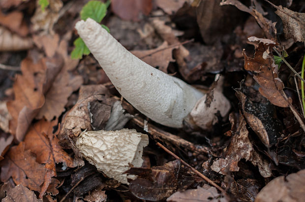 hadovka smradľavá Phallus impudicus L.